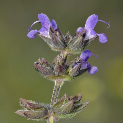 SALVIA VERBENACA - Wild Clary, Wild Sage