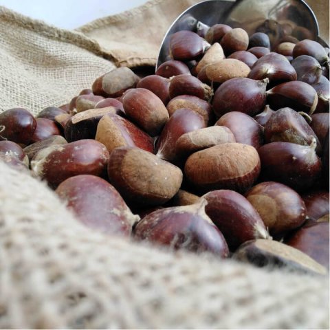 CASTANEA SATIVA - (Identificado) - E-072-06 Litoral y montes vasco-navarros