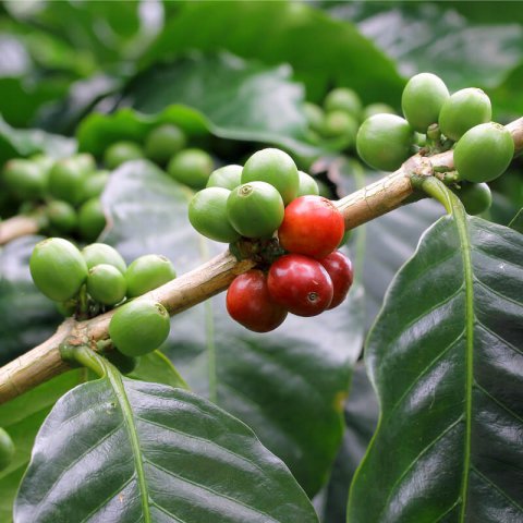 COFFEA ARABICA NANA - Dwarf Arabica Coffee Tree