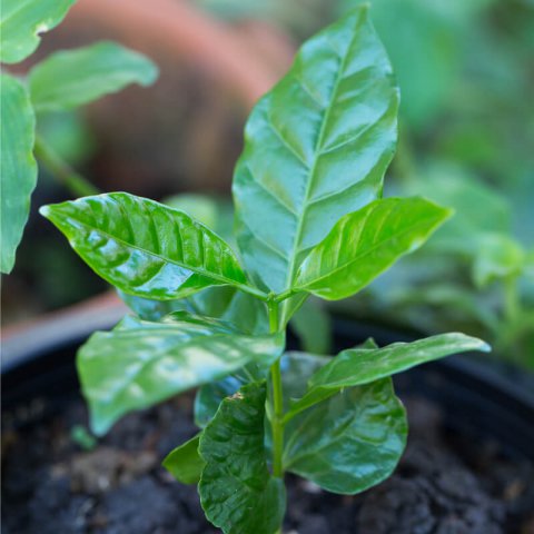 COFFEA ARABICA NANA