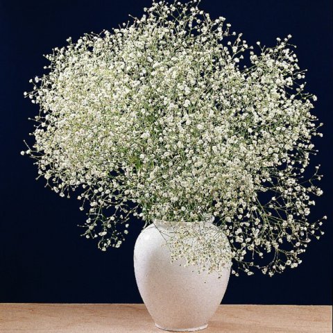 GYPSOPHILA PANICULATA Snowflake - Babys Breath #1