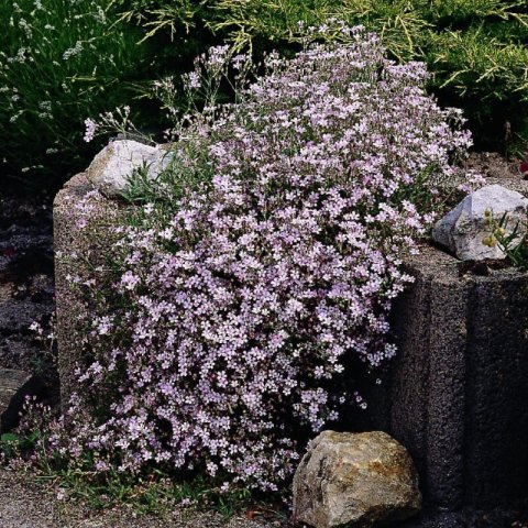 GYPSOPHILA REPENS ROSEA