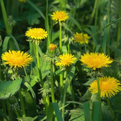 TARAXACUM OFFICINALE - Diente de len