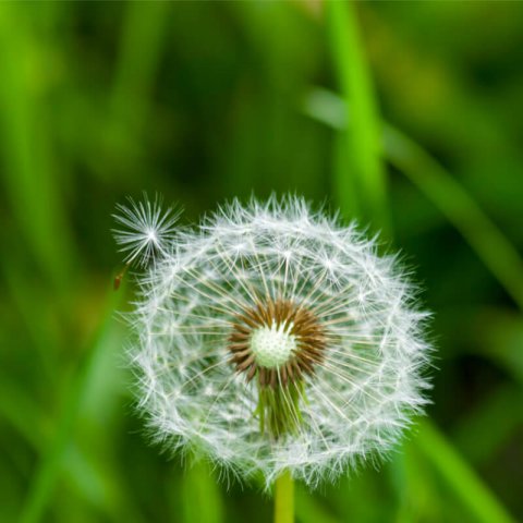 TARAXACUM OFFICINALE