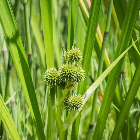 SPARGANIUM ERECTUM