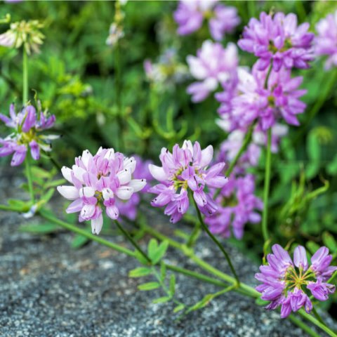SECURIGERA VARIA  - Purple Crown Vetch