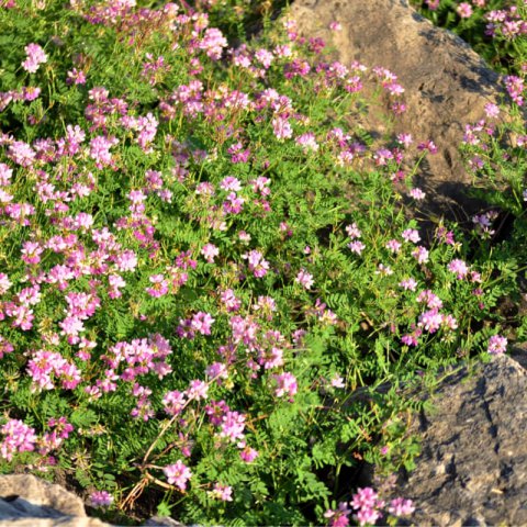 SECURIGERA VARIA  - Purple Crown Vetch