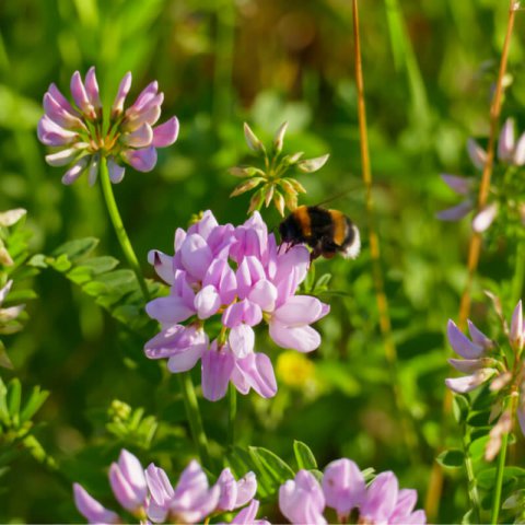 SECURIGERA VARIA (Coronilla varia)