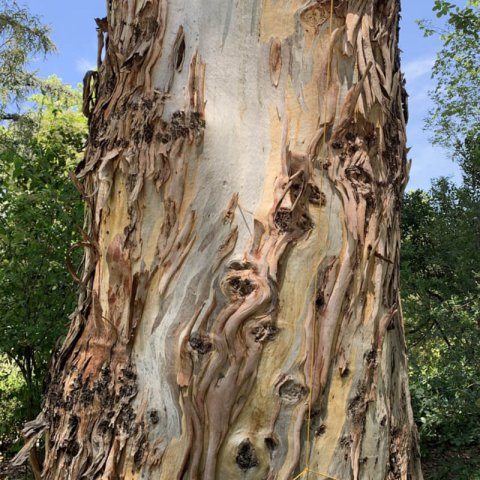 EUCALYPTUS CAMALDULENSIS - Red River Gum