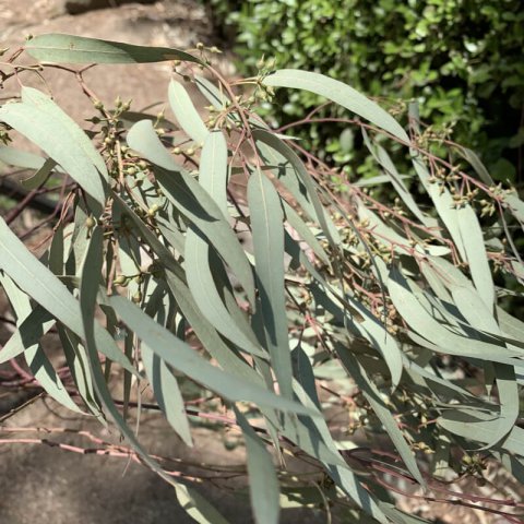 EUCALYPTUS CAMALDULENSIS - Red River Gum