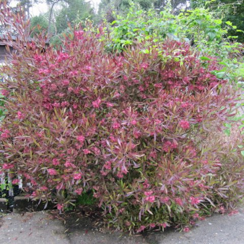 DODONAEA VISCOSA PURPUREA