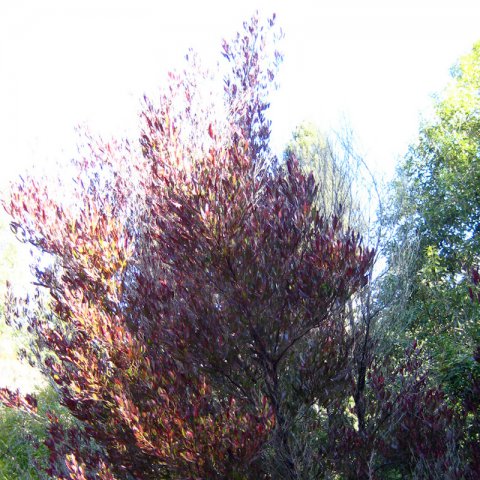 DODONAEA VISCOSA PURPUREA