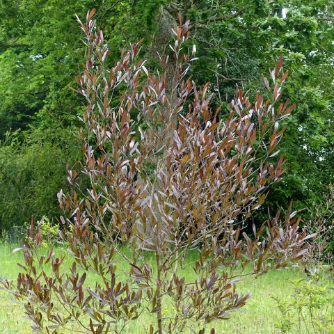 DODONAEA VISCOSA PURPUREA