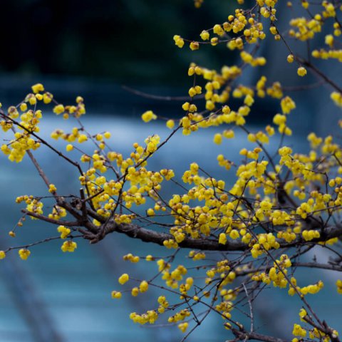 CHIMONANTHUS PRAECOX - Chimonanthe prcoce #2