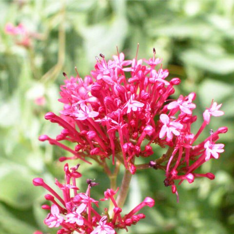 CENTRANTHUS RUBER COCCINEUS - Carmine Red Valerian