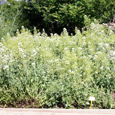 CENTRANTHUS RUBER ALBUS