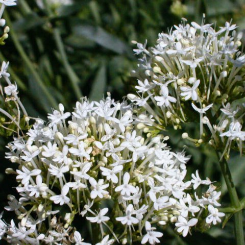 CENTRANTHUS RUBER ALBUS