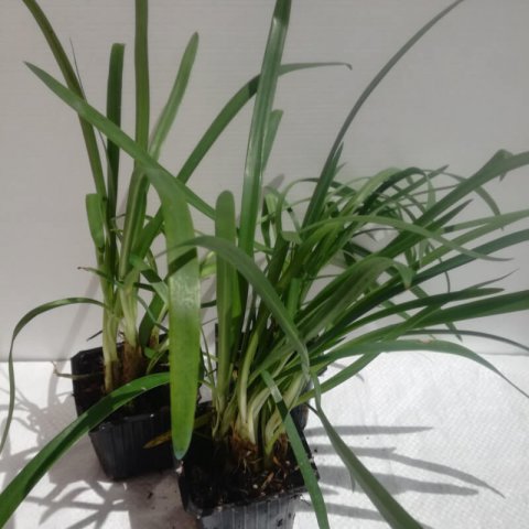 AGAPANTHUS PRAECOX ssp. minimus Peter Pan - Dwarf Lily of the Nile