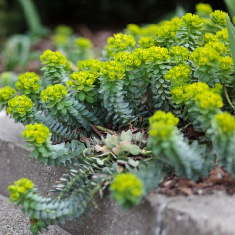 EUPHORBIA MYRSINITES - Myrtle Spurge