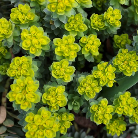 EUPHORBIA MYRSINITES - Myrtle Spurge