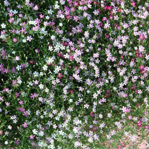 GYPSOPHILA REPENS mixed - Creeping Gypsofila