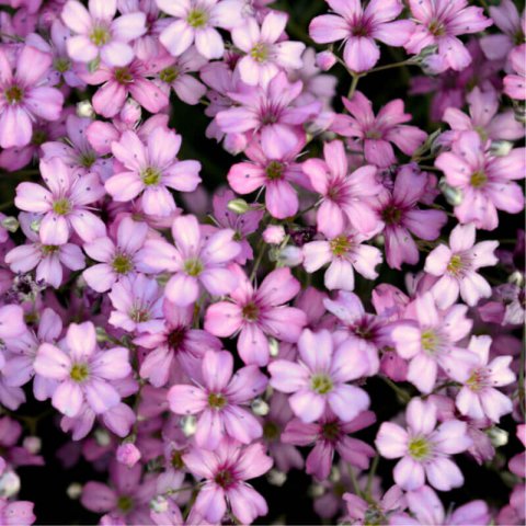 GYPSOPHILA REPENS mixed - Creeping Gypsofila #2