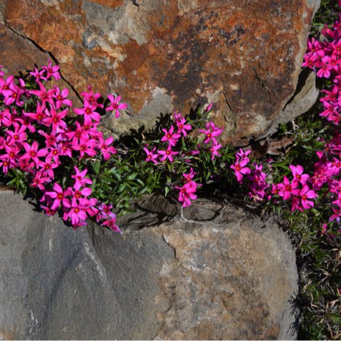 GYPSOPHILA REPENS ROSEA - Rose Creeping Babys Breath