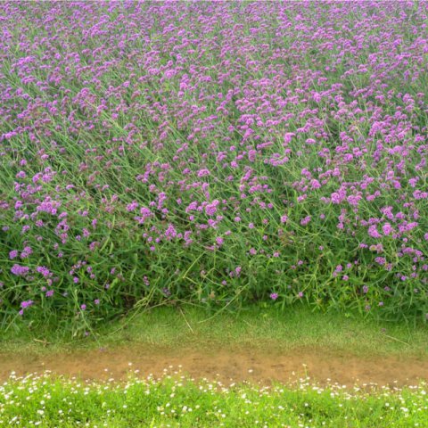 VERBENA BONARIENSIS - Verbena de Buenos Aires