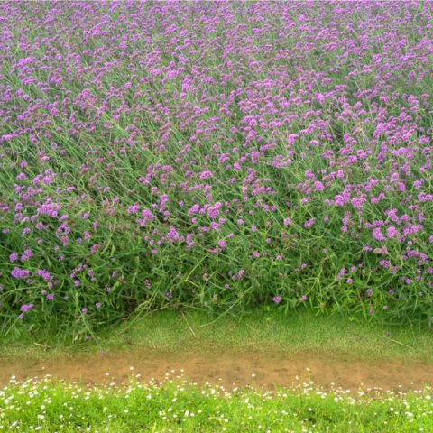 VERBENA BONARIENSIS - Argentinian Vervain #1