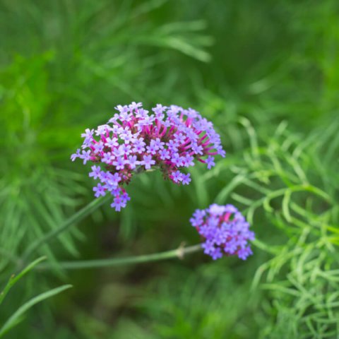 VERBENA BONARIENSIS - Verbena de Buenos Aires