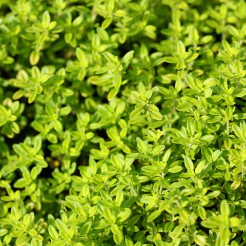 THYMUS PULEGIOIDES