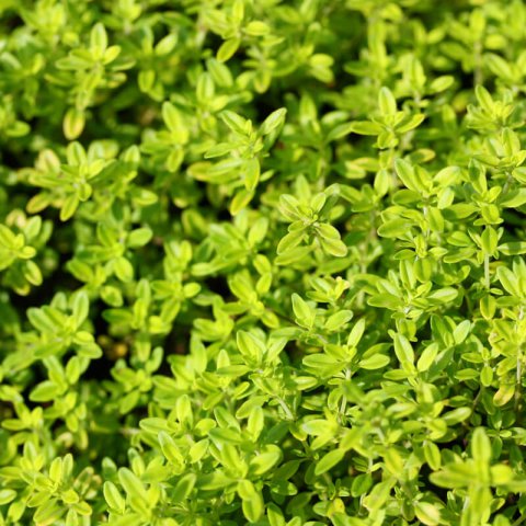 THYMUS PULEGIOIDES - Lemon Thyme