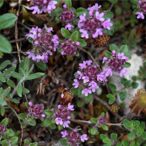THYMUS PULEGIOIDES