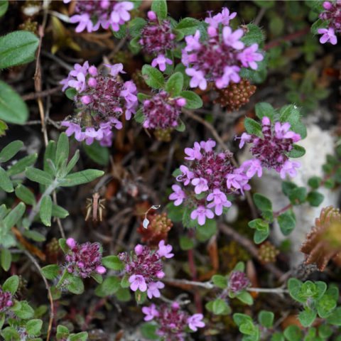 THYMUS PULEGIOIDES - Lemon Thyme