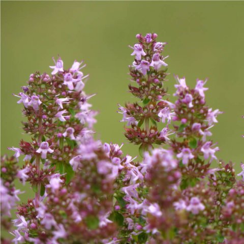 THYMUS PULEGIOIDES