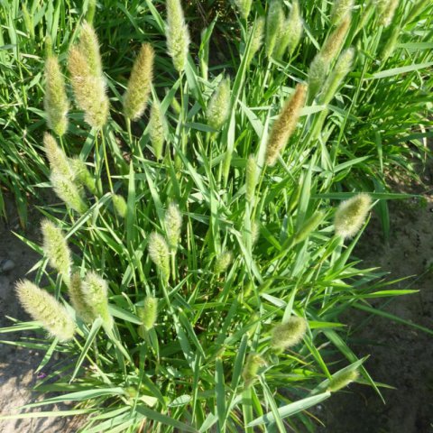 POLYPOGON MONSPELIENSIS - Annual Beard Grass