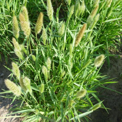POLYPOGON MONSPELIENSIS - Millet sauvage