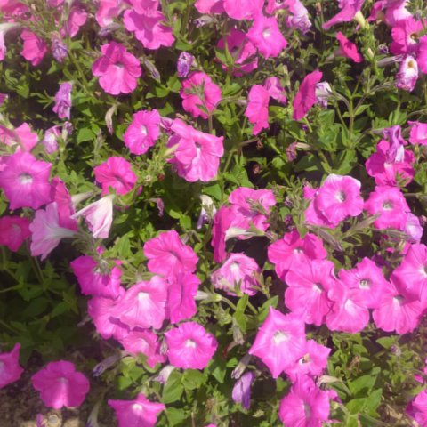 PETUNIA x HYBRIDA NANA COMPACTA Rose of Heaven