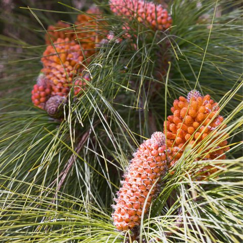 PINUS CANARIENSIS - (Seleccionado) - ES-27-04 Isla de Gran Canaria