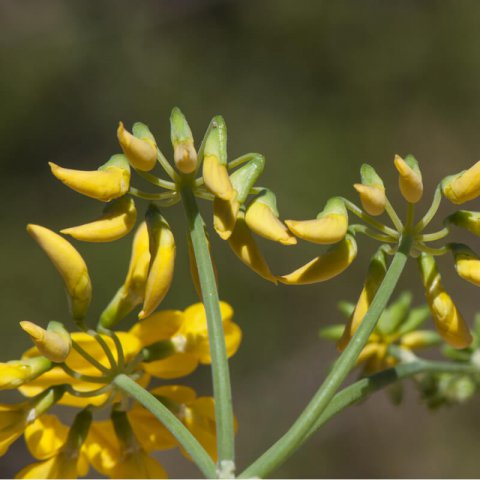 CORONILLA JUNCEA - Coronille verte #2