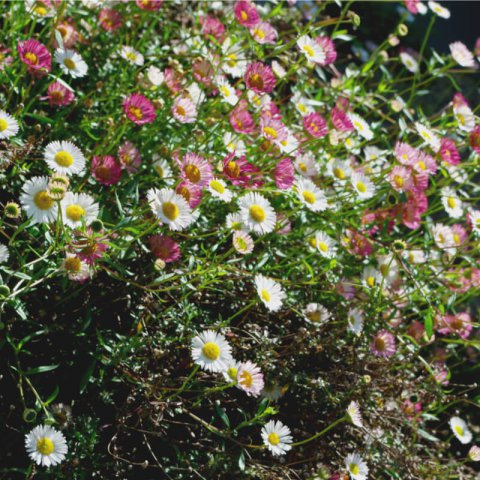 ERIGERON KARVINSKIANUS - Mexican Fleabane