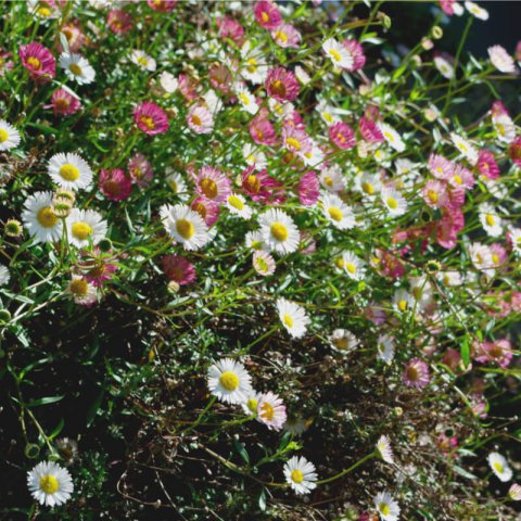 ERIGERON KARVINSKIANUS