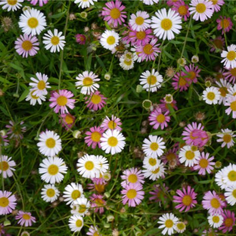 ERIGERON KARVINSKIANUS - Mexican Fleabane