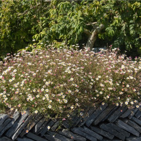 ERIGERON KARVINSKIANUS