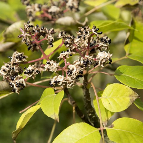 TETRADIUM DANIELLII (Euodia hupehensis)