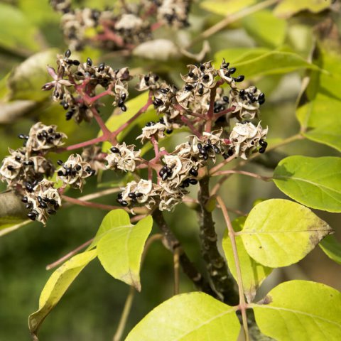 TETRADIUM DANIELLII - Bee Bee Tree