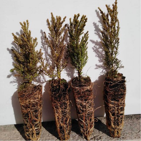 SEQUOIADENDRON GIGANTEUM - Alveolo 02-2020