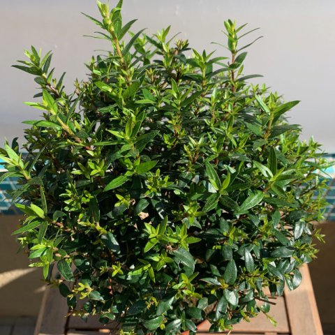 MYRTUS TARENTINA - Myrtle Tarentina