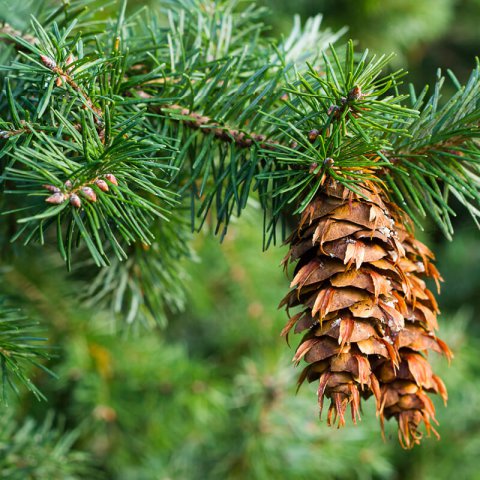 PSEUDOTSUGA MENZIESII - Douglas Fir