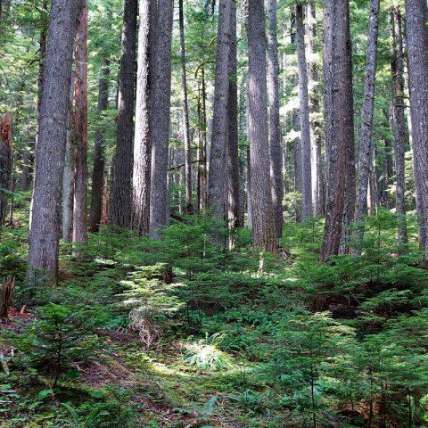 PSEUDOTSUGA MENZIESII - (Cualificado) - PME VG06 Californie